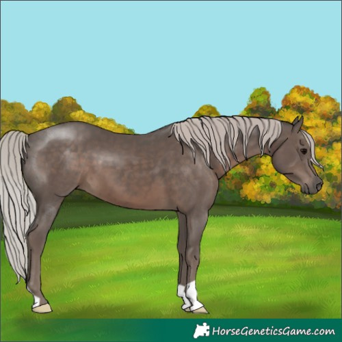 Horse Color:Silver Black 