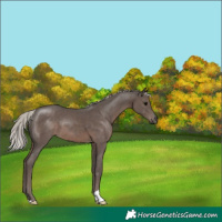 Horse Color:Silver Black 