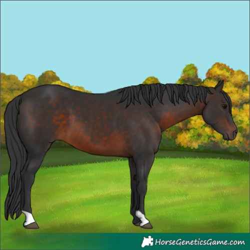 Horse Color:Brown 