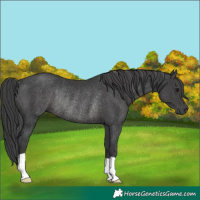 Horse Color:Black Rabicano 
