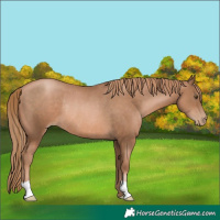 Horse Color:Liver Chestnut Pearl Rabicano 