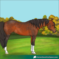 Horse Color:Bay 
