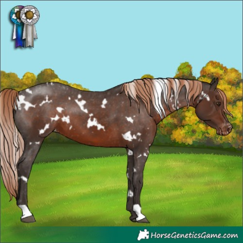 Horse Color:White Spotted Liver Chestnut Appaloosa 