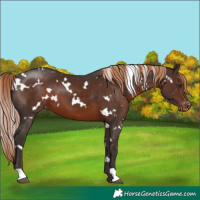 Horse Color:White Spotted Liver Chestnut Appaloosa 