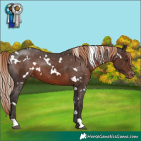 Horse Color:White Spotted Liver Chestnut Varnish 