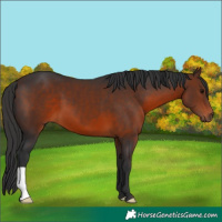 Horse Color:Brown 