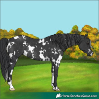 Horse Color:White Spotted Black Rabicano 