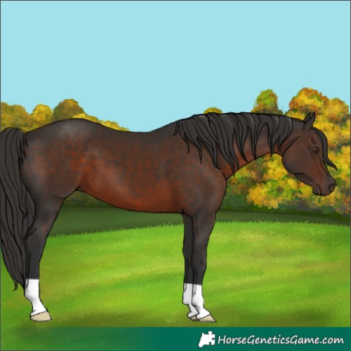 Horse Color:Liver Chestnut 
