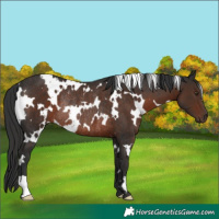Horse Color:White Spotted Liver Chestnut Rabicano 