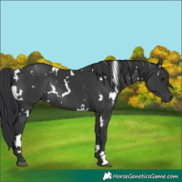 Horse Color:White Spotted Black Rabicano 
