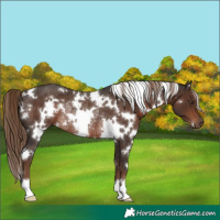 Horse Color:White Spotted Liver Chestnut Rabicano