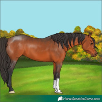 Horse Color:Bay 
