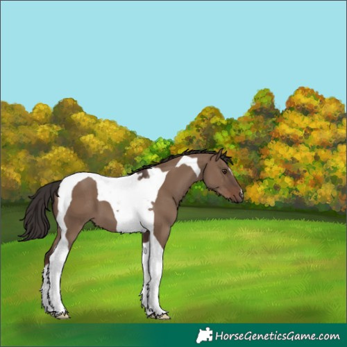 Horse Color:Liver Red Dun Tobiano 