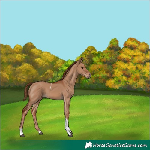 Horse Color:Red Dun Tobiano 