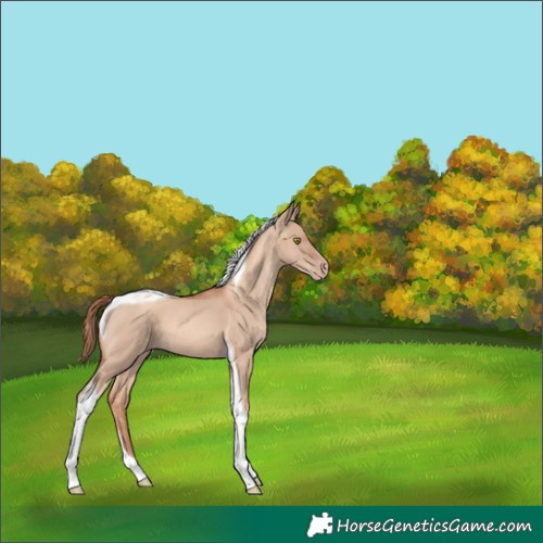 Horse Color:Gold Champagne Dun Tobiano 