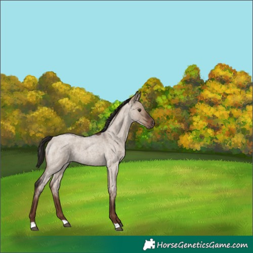 Horse Color:Liver Red Dun Roan 