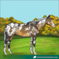 Horse Color:White Spotted Silver Buckskin Appaloosa