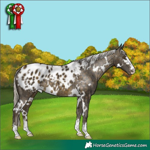 Horse Color:White Spotted Silver Buckskin Appaloosa 