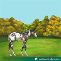 Horse Color:White Spotted Silver Smoky Black Appaloosa Rabicano 