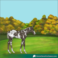 Horse Color:White Spotted Silver Smoky Black Appaloosa 