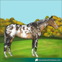 Horse Color:White Spotted Silver Buckskin Appaloosa Rabicano
