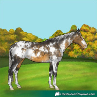 Horse Color:White Spotted Silver Buckskin Appaloosa