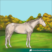 Horse Color:Perlino Appaloosa