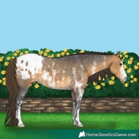 Horse Color:Buckskin Sabino Appaloosa