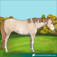 Horse Color:Smoky Black Pearl Sabino