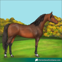 Horse Color:Bay 