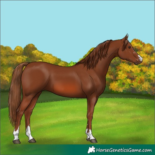 Horse Color:Chestnut 