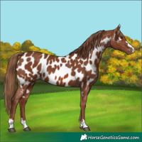 Horse Color:Chestnut Near Leopard 