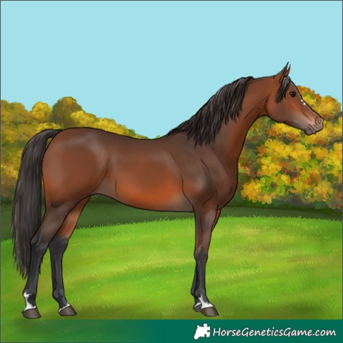 Horse Color:Bay 