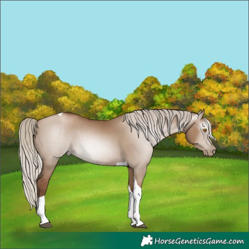 Horse Color:Gray Silver Grullo Pearl Tobiano 