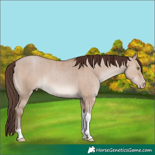 Horse Color:Classic Champagne Dun Tobiano Rabicano Brindle 