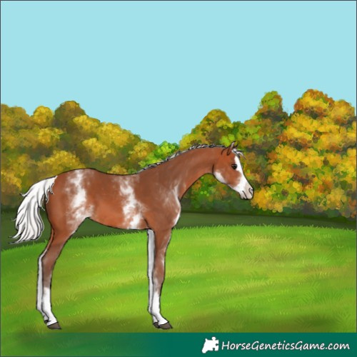 Horse Color:White Spotted Silver Bay Splash 