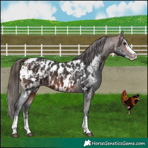 Horse Color:Bay Sabino Splash Near Leopard  and Bay Sabino Splash Near Leopard 