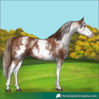 Horse Color:White Spotted Chestnut
