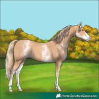 Horse Color:White Spotted Gold Champagne