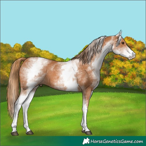 Horse Color:White Spotted Chestnut