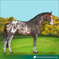 Horse Color:Bay Sabino Splash Appaloosa and Bay Sabino Splash Appaloosa