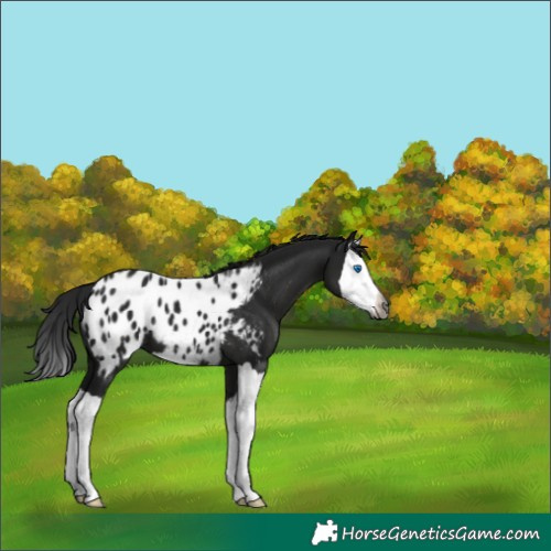 Horse Color:Gray Black Splash Appaloosa 