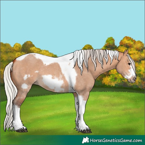 Horse Color:Silver Bay Dun Sabino Tobiano Frame Rabicano 