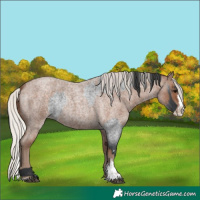 Horse Color:Blue Roan Sabino Splash and Silver Blue Roan Sabino Splash