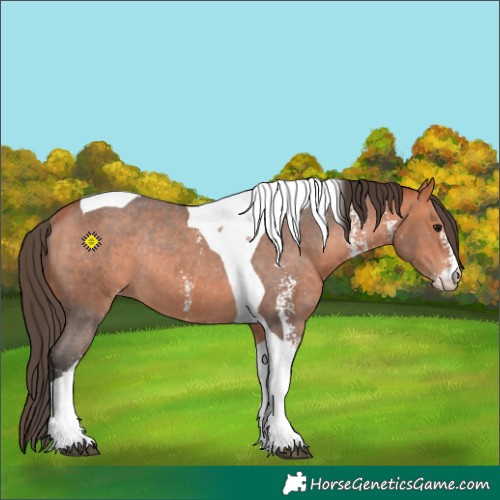 Horse Color:Bay Sabino Tobiano Varnish Rabicano 