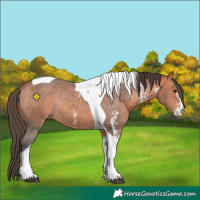 Horse Color:Bay Sabino Tobiano Varnish Rabicano