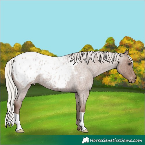Horse Color:Silver Blue Roan Appaloosa 