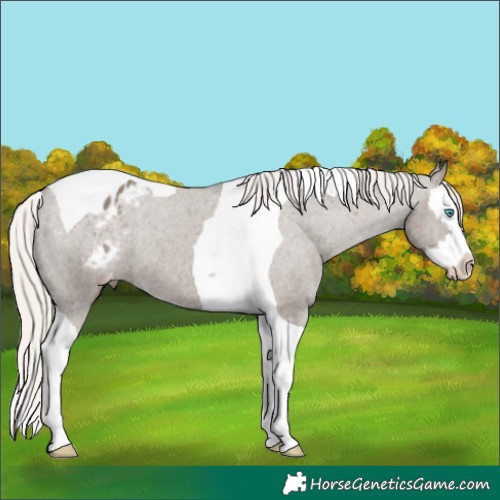 Horse Color:Silver Grullo Splash Tobiano Appaloosa 