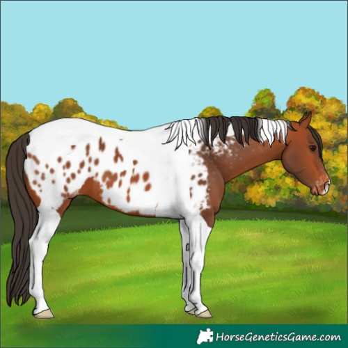 Horse Color:Bay Tobiano Appaloosa 