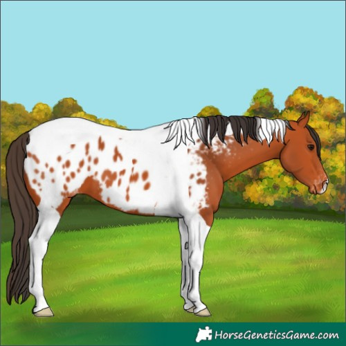 Horse Color:Bay Tobiano Appaloosa 